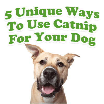 5 Unique Ways To Use Catnip For Your Dog