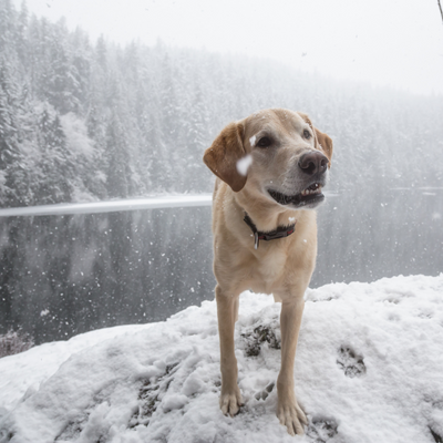 5 Creative Ways to Keep Your Pup Warm This Winter