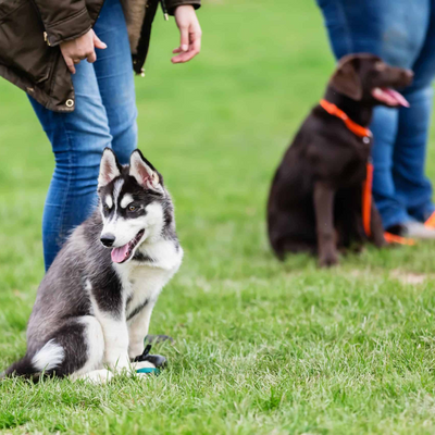 Maximizing Your Dog's Potential: Tips For Effective Training