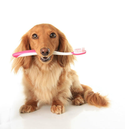 A Step-By-Step Guide to Brushing Your Dog’s Teeth - Doggijuana
