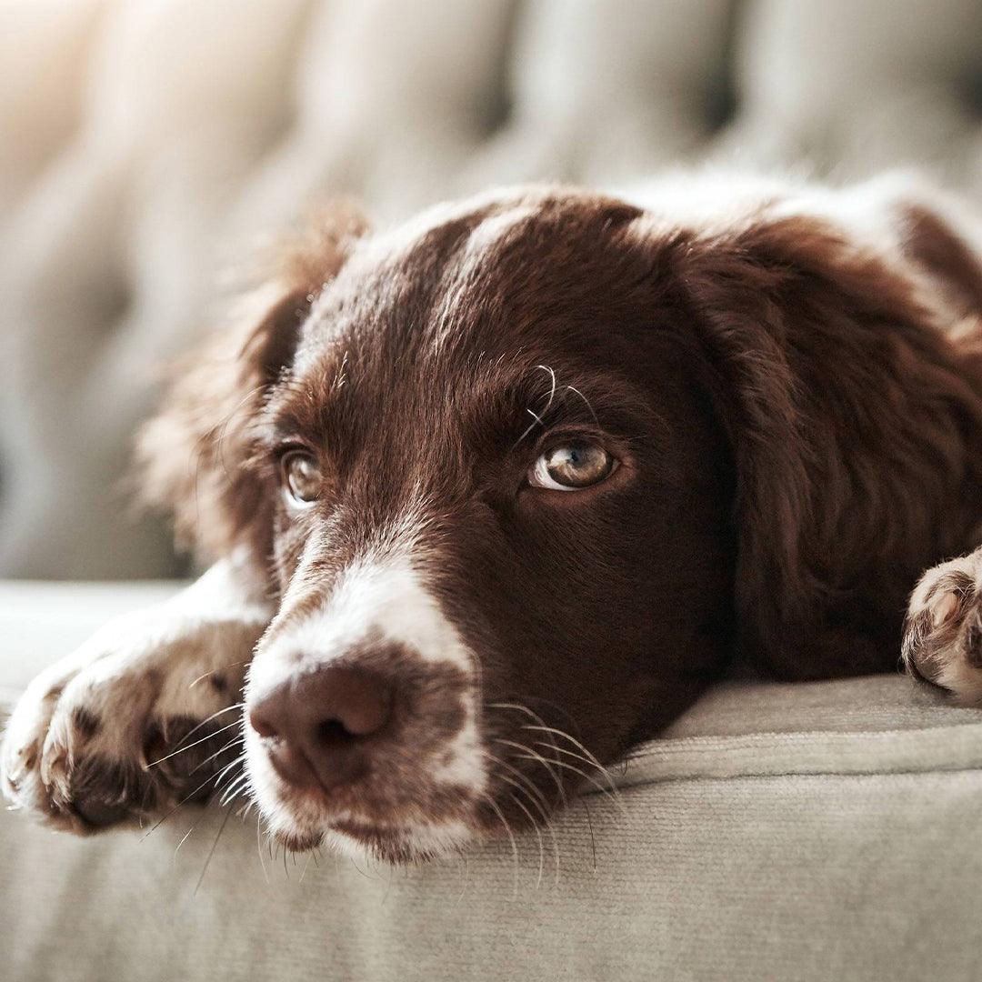 Bored Dogs: How to Recognize Doggy Boredom (and Help!)