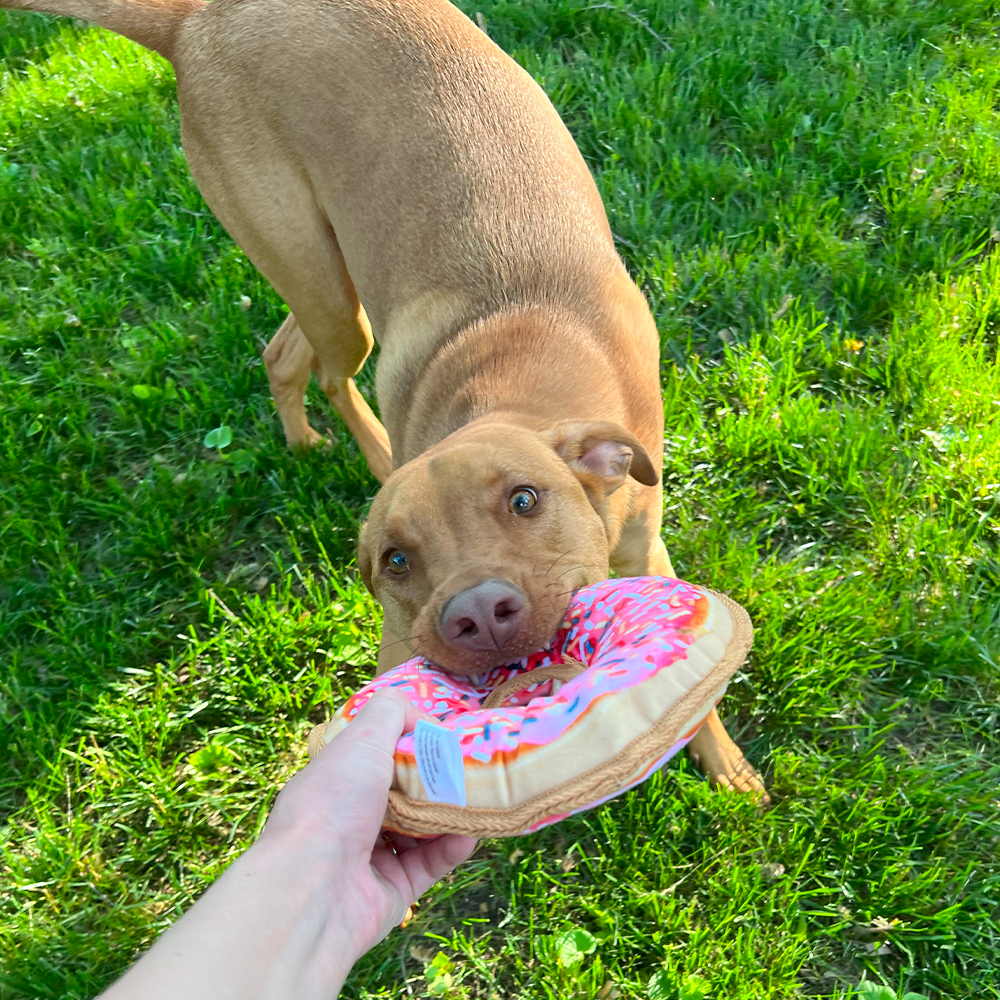 Tuffer Chewer Refillable Donut Toy