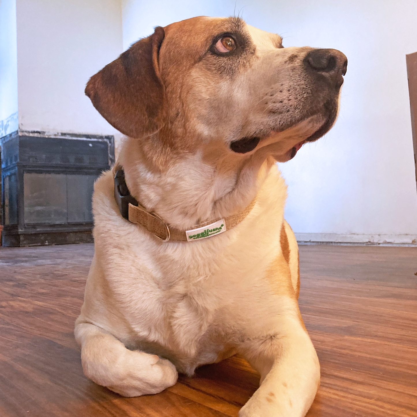 Doggijuana® Hemp Dog Collar