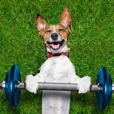 5 Ways To Celebrate Your Dog’s Fitness - Doggijuana