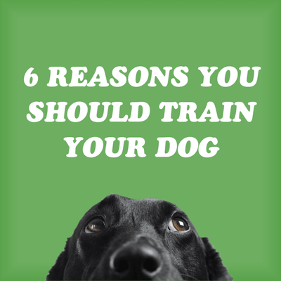 6 Reasons You Should Train Your Dog