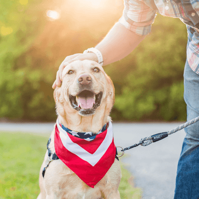 7 Ways To Keep Dogs Safe On July 4th