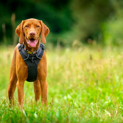 Settling the Debate: Harness or Collar? The Ultimate Guide for Pet Parents