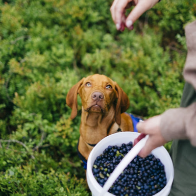 People Food for Pups: What's Safe to Share With Your Dog