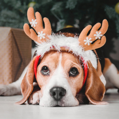 Preparing Your Pup For The Holidays