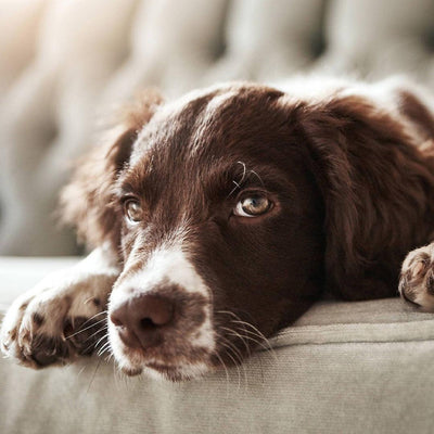 Do Dogs Get Bored? Tips To Alleviate Boredom - Doggijuana