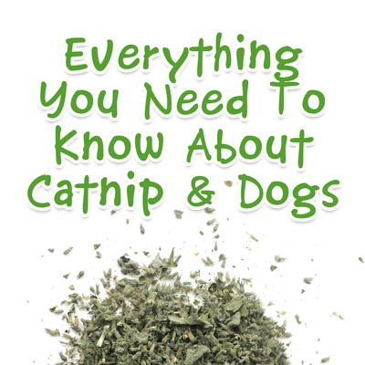 Everything You Need To Know About Catnip & Dogs