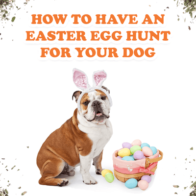 How To Have An Easter Egg Hunt For Your Dog