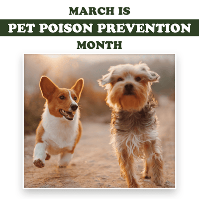 How To Poison-Proof Your Home For Your Pet’s Safety