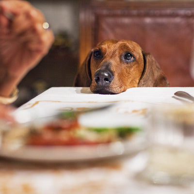 The Guide To Your Pet And Holiday Foods - Doggijuana