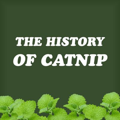 The History of Catnip