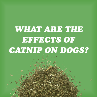 What Are The Effects Of Catnip On Dogs