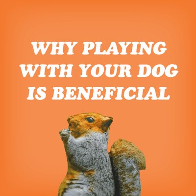 Why Playing With Your Dog Is Beneficial - Doggijuana