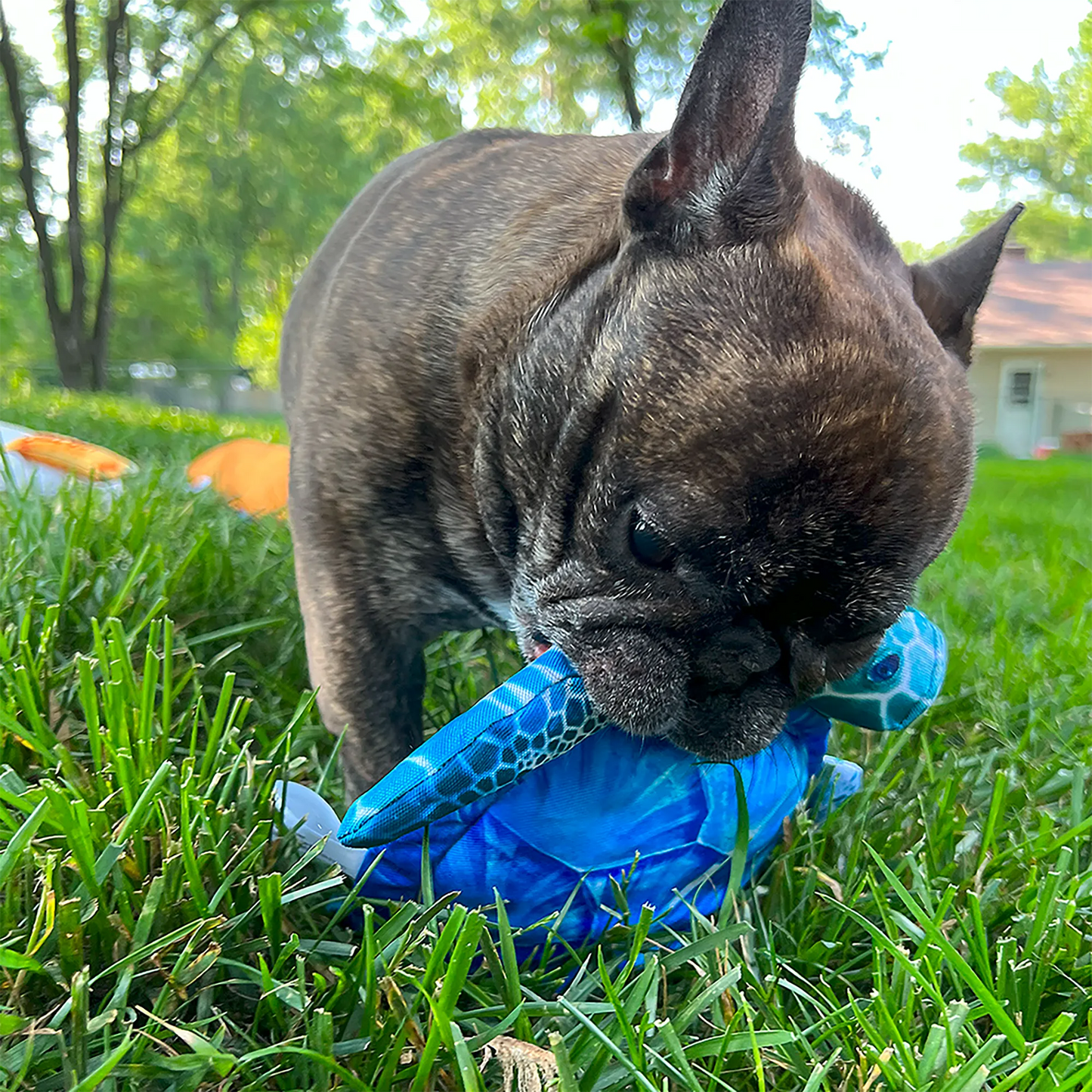 Get To The Beach Refillable Sea Turtle Toy