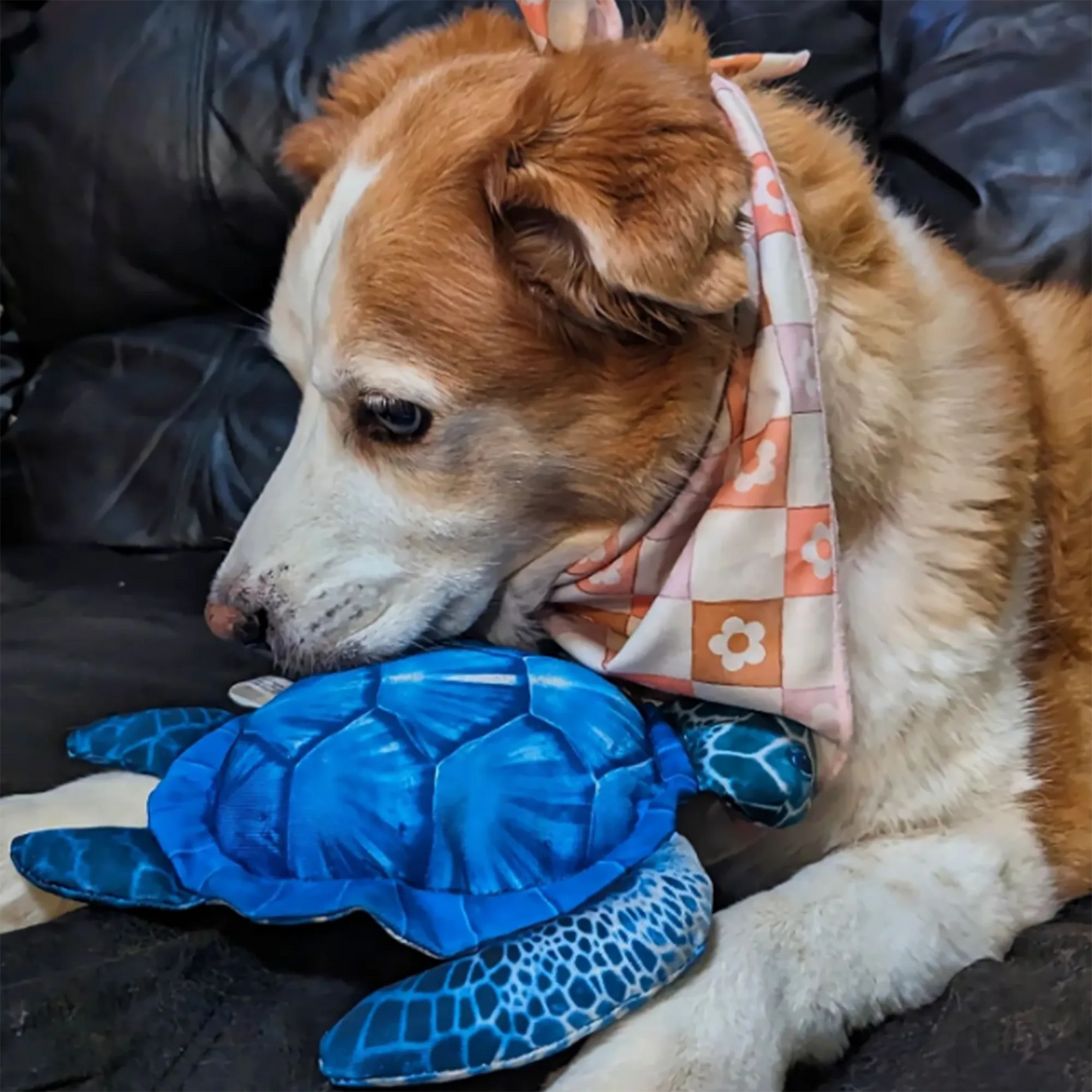 Get To The Beach Refillable Sea Turtle Toy