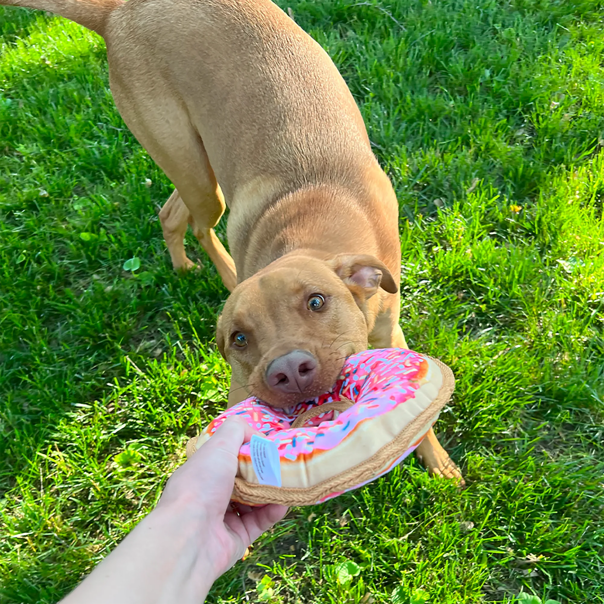 Dog enjoying a pink donut-shaped toy during outdoor playtime, made with durable fabric and a refillable Juananip pocket for relaxation.