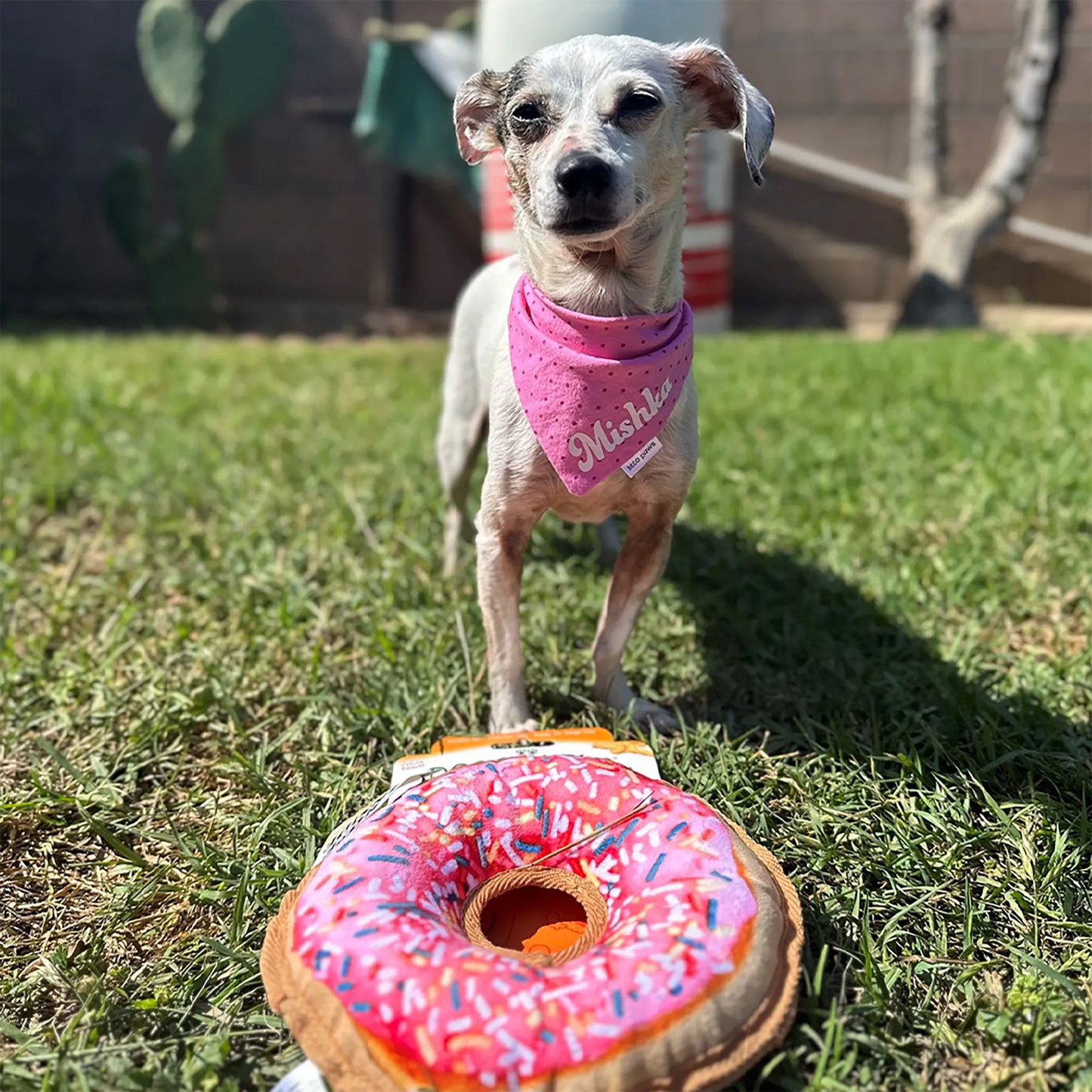 Small dog standing proudly in front of a donut-shaped toy, ideal for medium chewers, with the calming Juananip to encourage longer play.