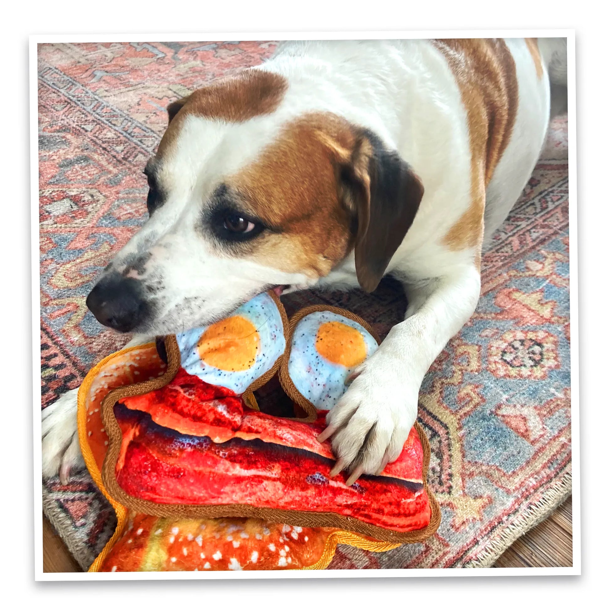 Dog enjoying the bacon and eggs dog toy with Juananip, promoting play and relaxation with its soft fabric and interactive design.