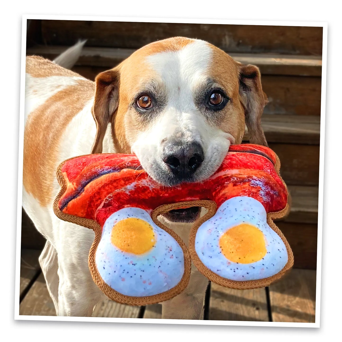 Dog enthusiastically chewing on bacon and eggs dog toy filled with Juananip, ideal for medium dogs needing calming and fun playtime.