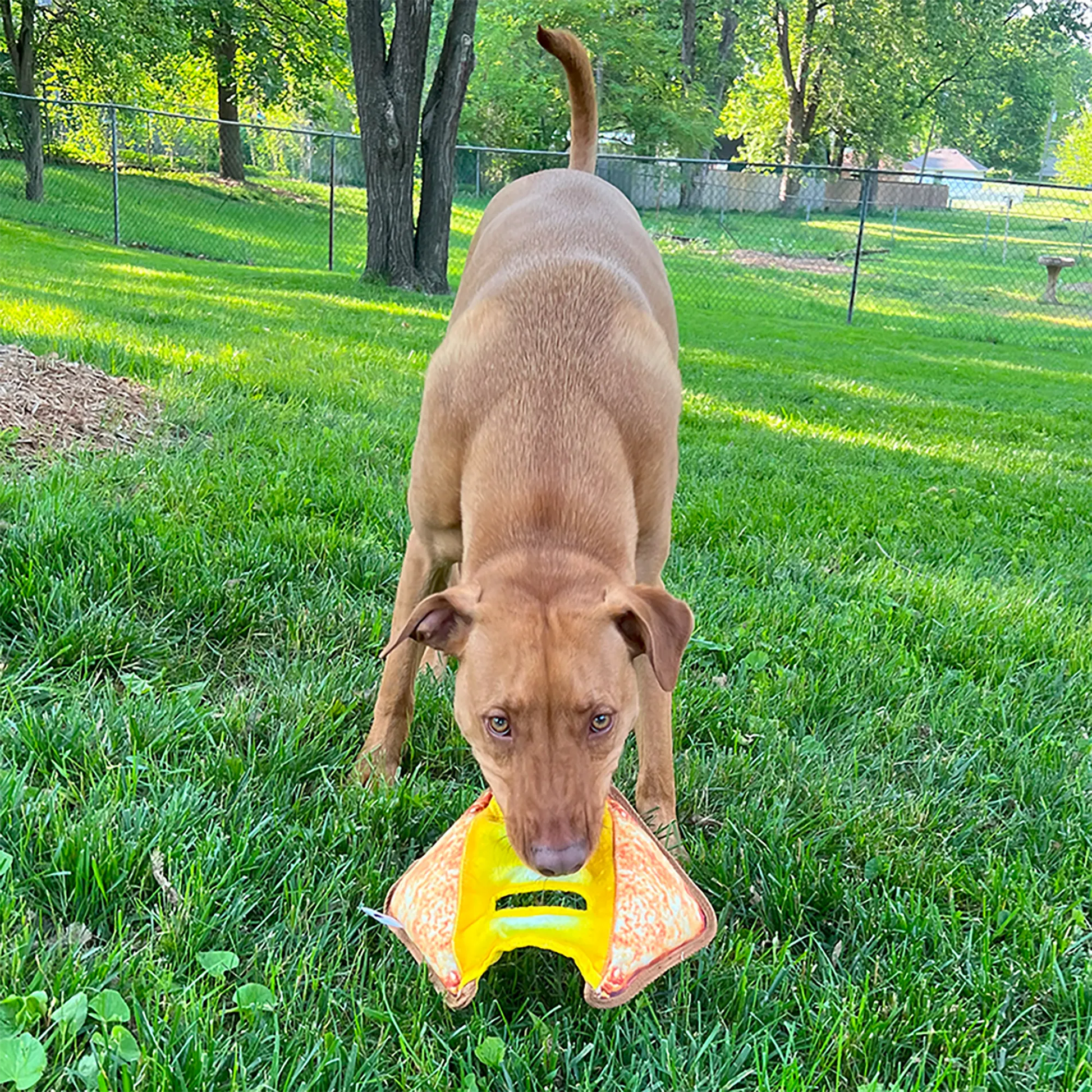 Medium breed dog carrying a playful, calming grilled cheese-shaped Doggijuana® chew toy with Juananip, helping to promote relaxation.