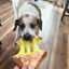 Dog enjoys playing with a calming Doggijuana® Tuffer Chewer Grilled Cheese toy that includes a durable rope core and refills with Juananip.