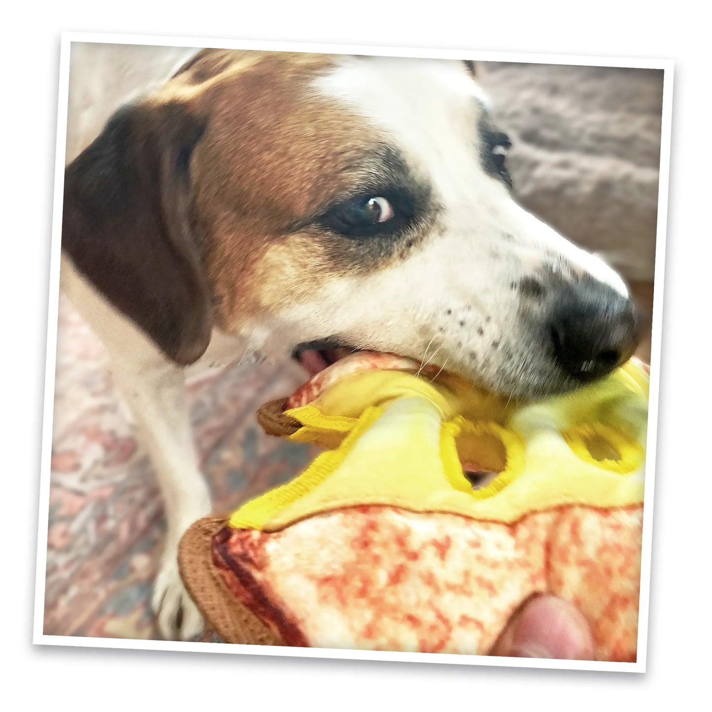 Dog happily chewing on the Doggijuana® grilled cheese toy, refilled with Juananip for a calm, engaging experience that encourages longer play.