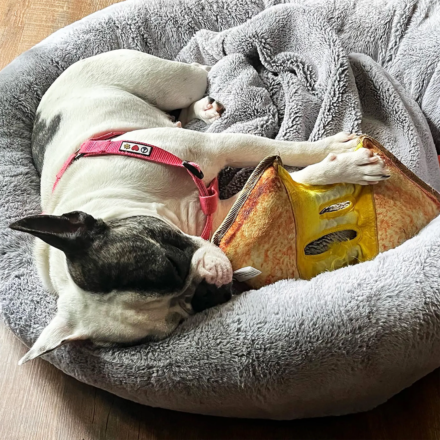 Relaxing time for a dog resting while chewing on the Doggijuana® grilled cheese toy, absorbing the calming benefits of Juananip for relaxation