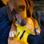 Close-up of a dog enjoying the calming Juananip infused grilled cheese chew toy, a perfect way to encourage relaxation through chewing.