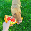 Close-up of a dog tugging on Doggijuana Pizza Toy outdoors highlighting the perfect chewable stress reliever for medium chewers.