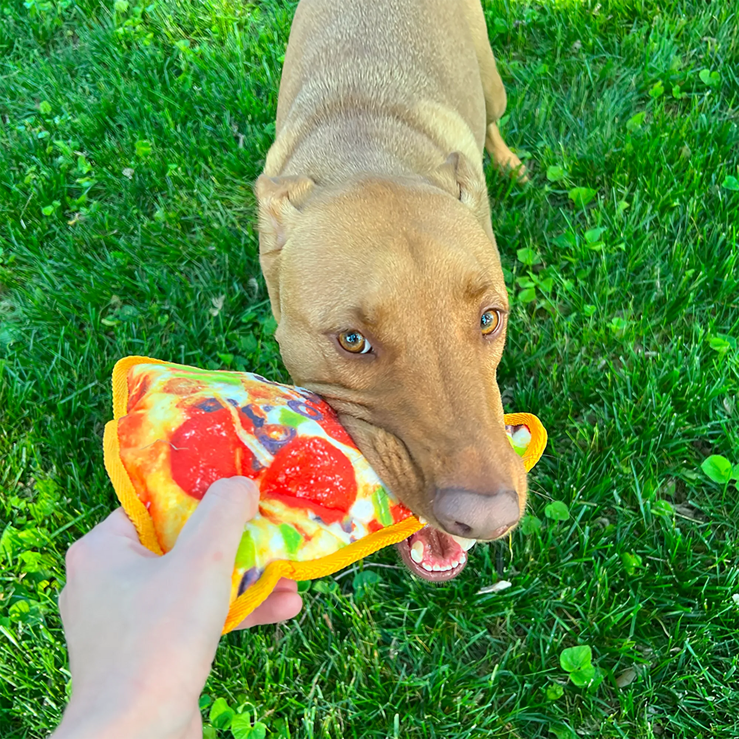 Close-up of a dog tugging on Doggijuana Pizza Toy outdoors highlighting the perfect chewable stress reliever for medium chewers.