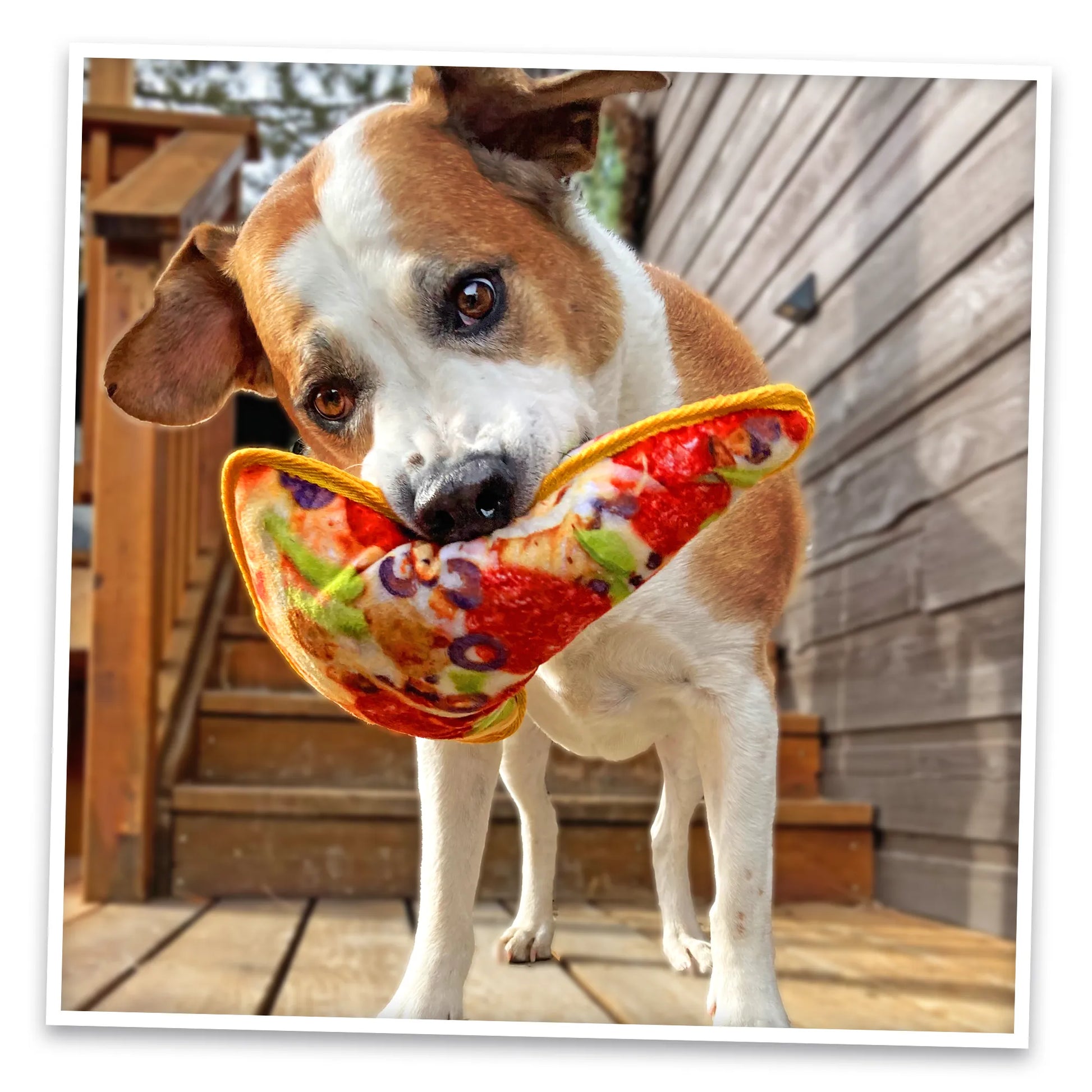 Adorable dog playing with Doggijuana Pizza Toy outdoors, showcasing its durability, soothing benefits, and interactive design for chewers.