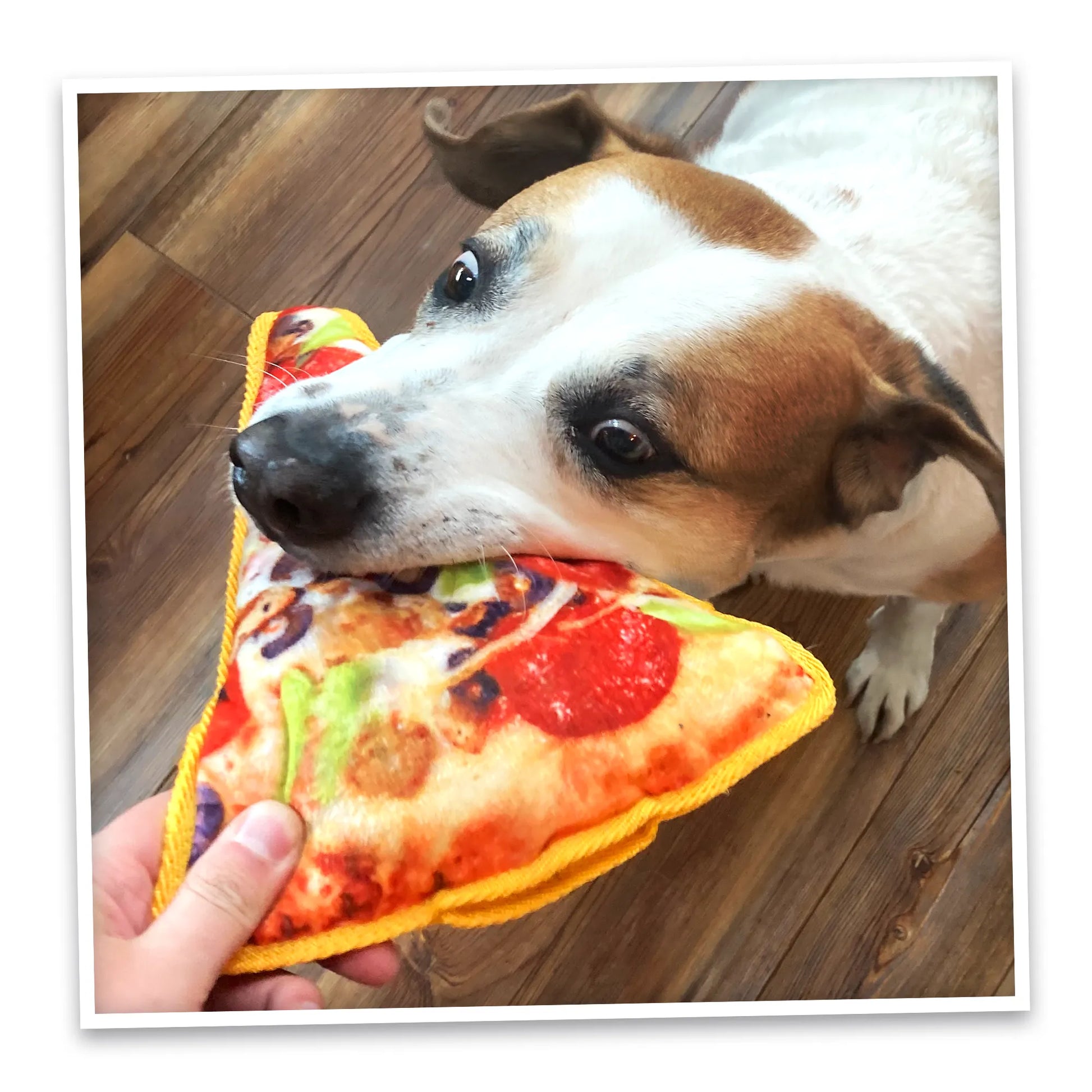 Dog biting into Doggijuana Pizza Toy on a wooden deck, enjoying the calming effects of Juananip and the toy's durable construction.