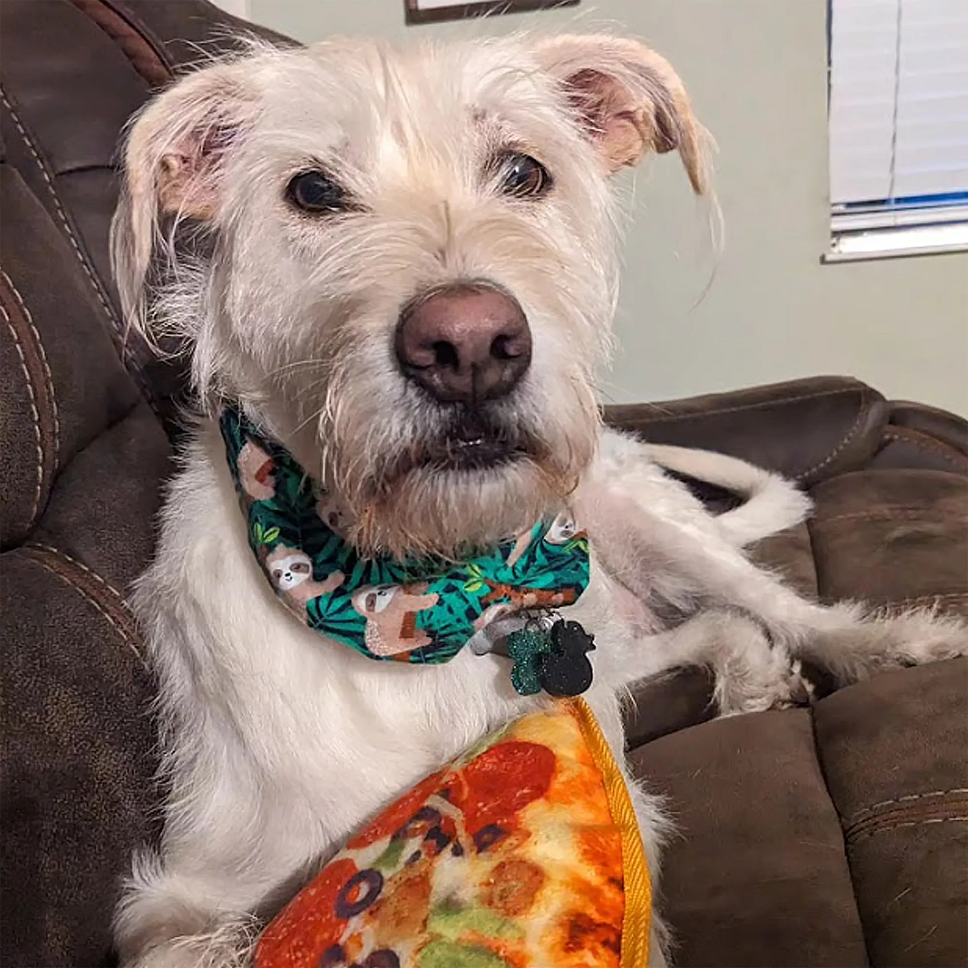 Relaxed dog lounging with Doggijuana Pizza Toy, promoting a soothing play experience with a durable, chew-friendly design.