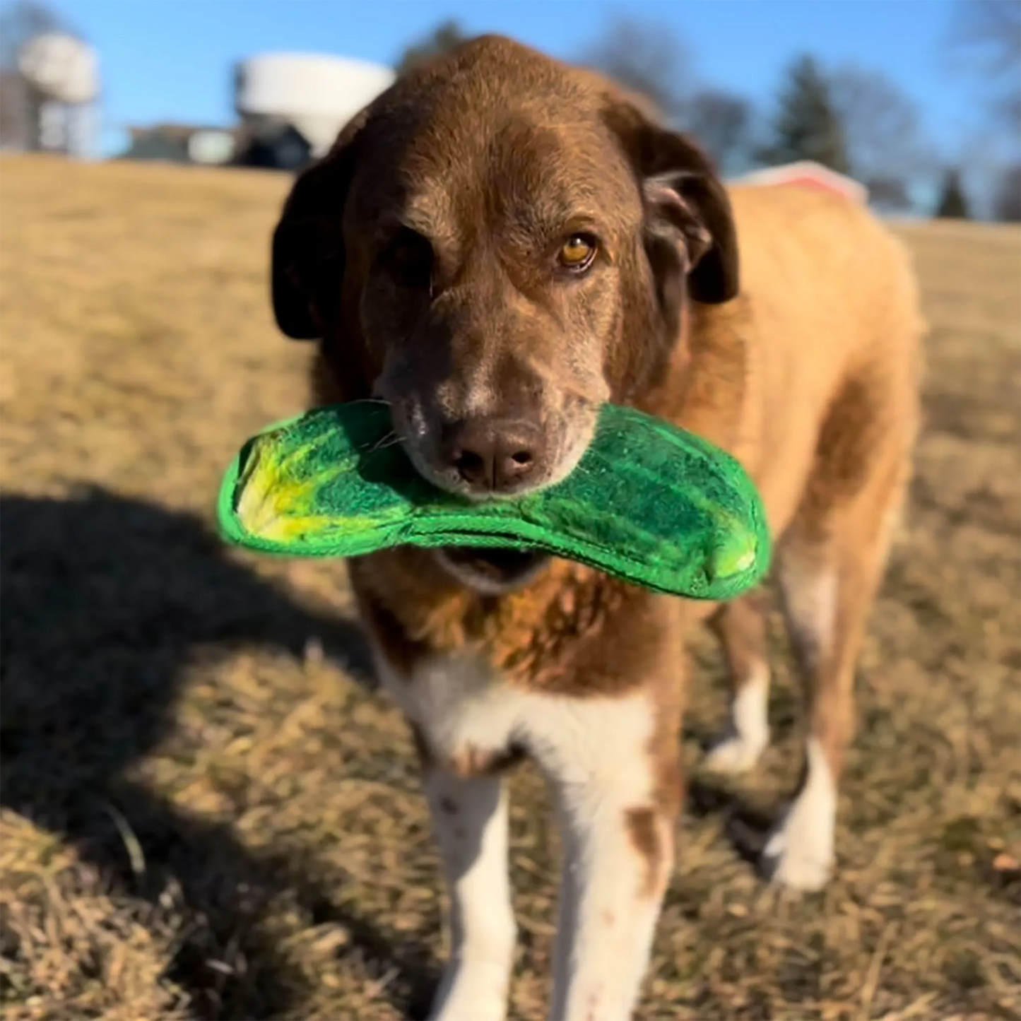 Tuffer Chewer Refillable Dill Pickle Toy