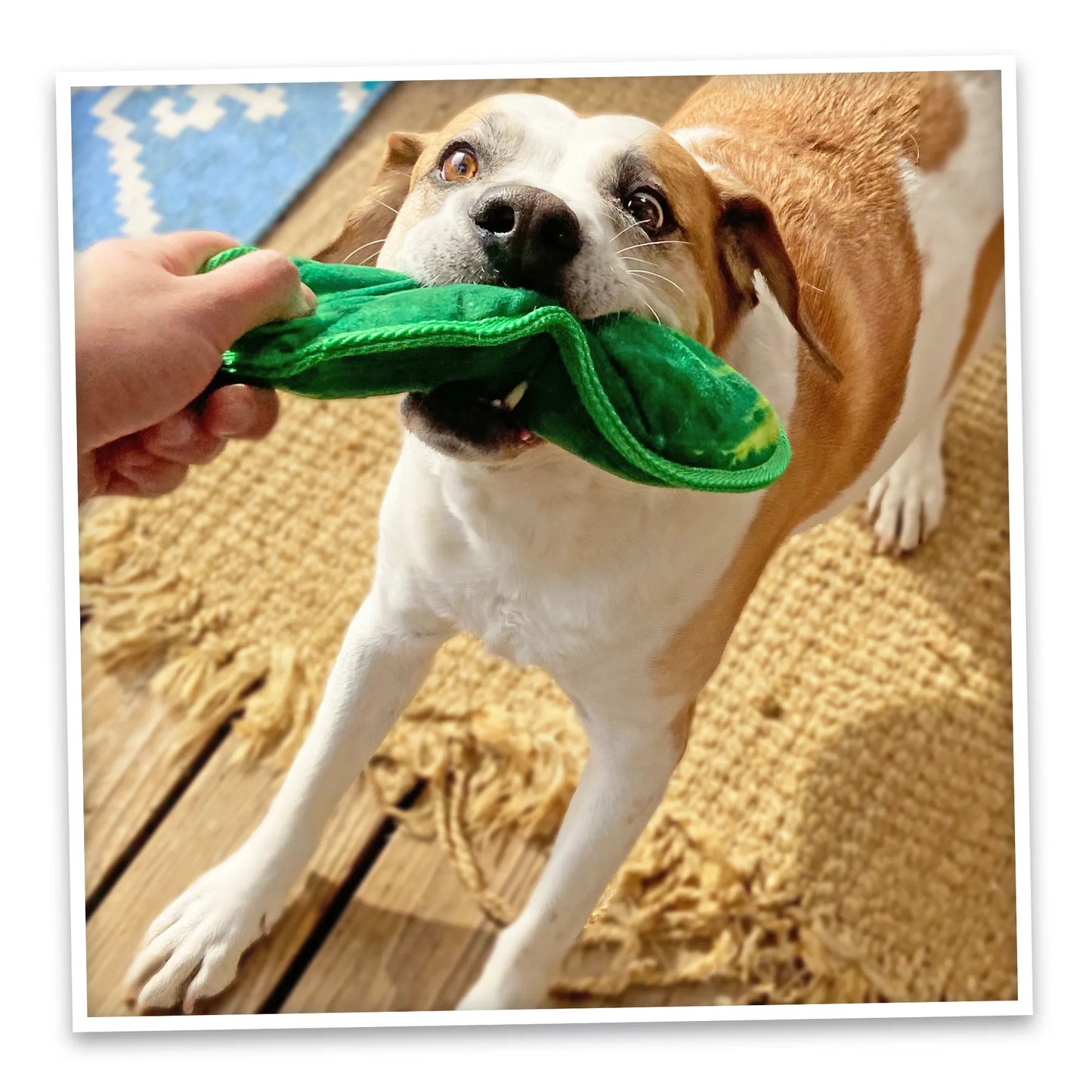 Tuffer Chewer Refillable Dill Pickle Toy