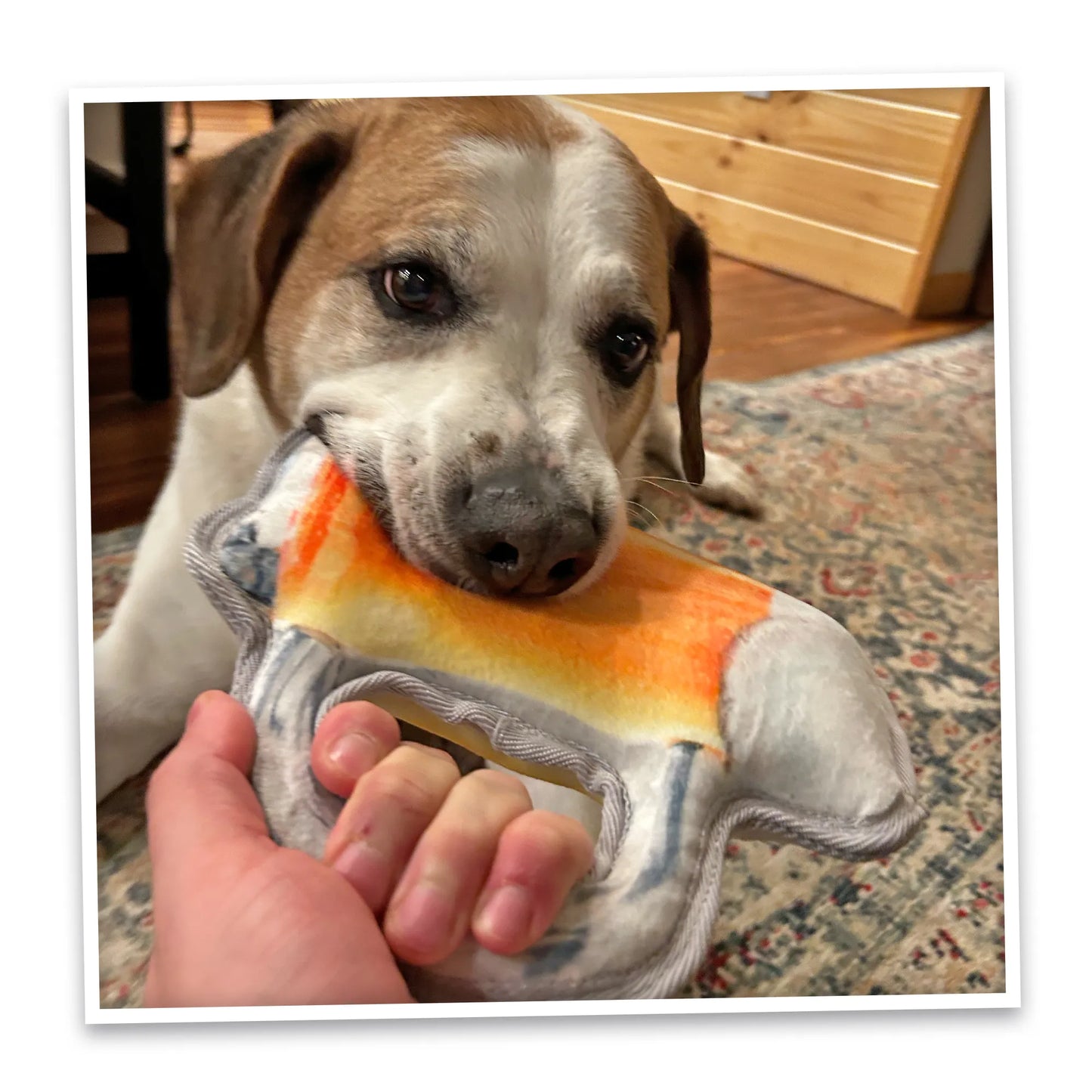 Playtime bliss as a dog bites a Juananip-infused beer mug toy, crafted for relaxation and durable enough for medium chewers.