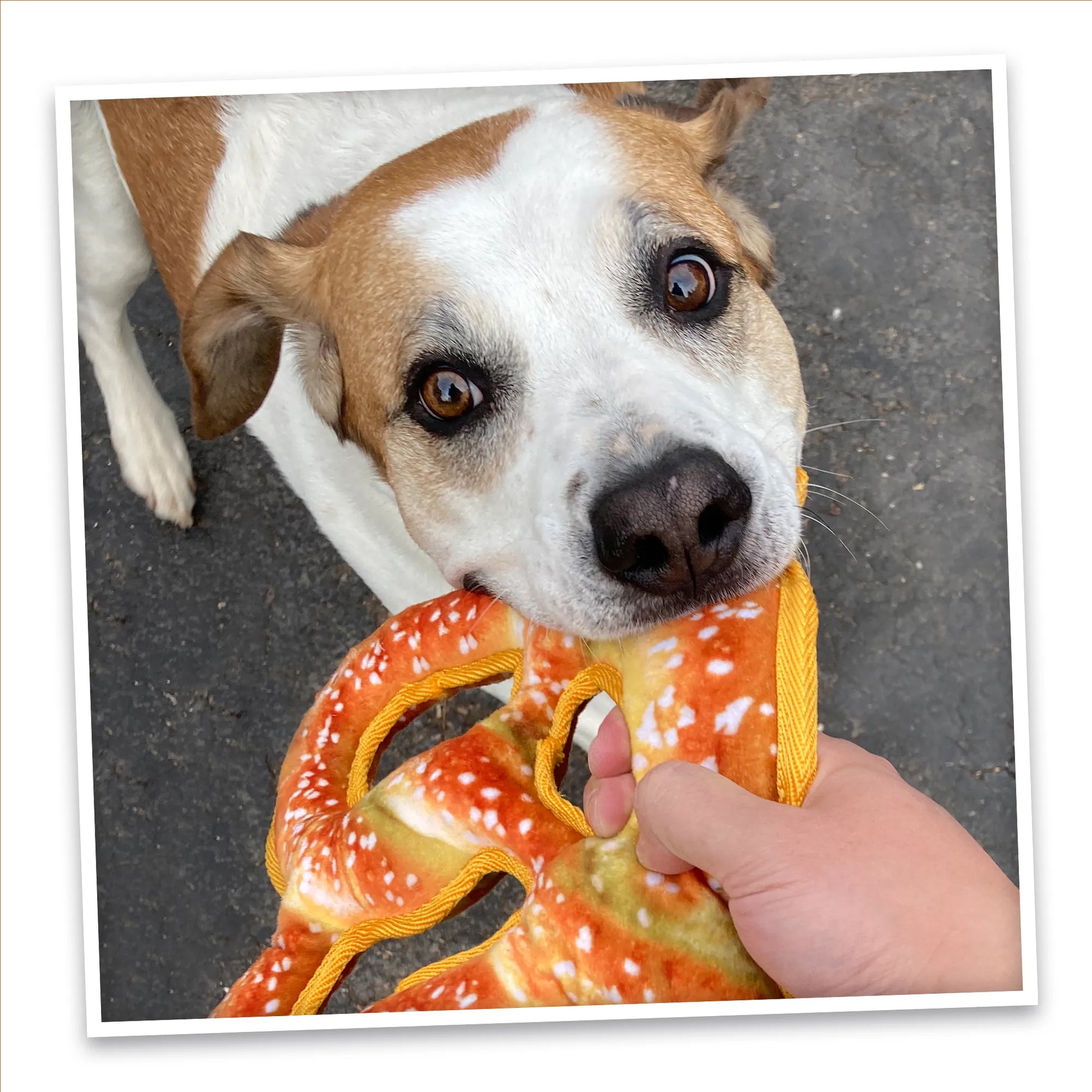 Dog tugging on pretzel toy: an interactive, calming play experience with tough construction and Juananip.