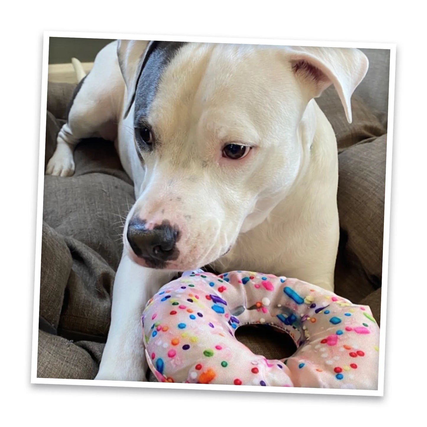 Get the Munchies Refillable Donut Toy