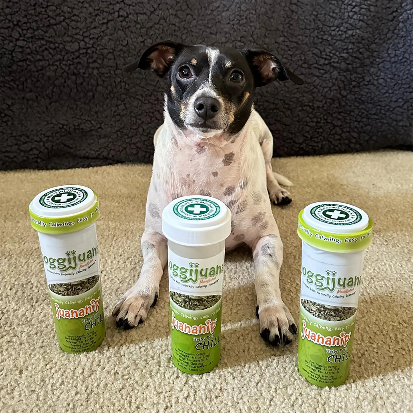 Small dog sitting between three Doggijuana® Juananip® containers, showcasing the calming product for pets.