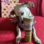 White dog dressed in a pink outfit sniffing a Doggijuana® Juananip® container on a red surface with a gift bag in the background.