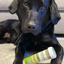 Black Labrador lying next to a Doggijuana® Juananip® container, emphasizing the product's calming benefits for pets.