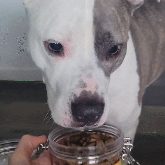 A white and gray dog curiously sniffing an open jar of Doggijuana® chicken-flavored treats, showing interest in the calming snack.