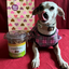 White dog in a pink outfit sitting beside a jar of Doggijuana® chicken-flavored treats, licking its lips in excitement.