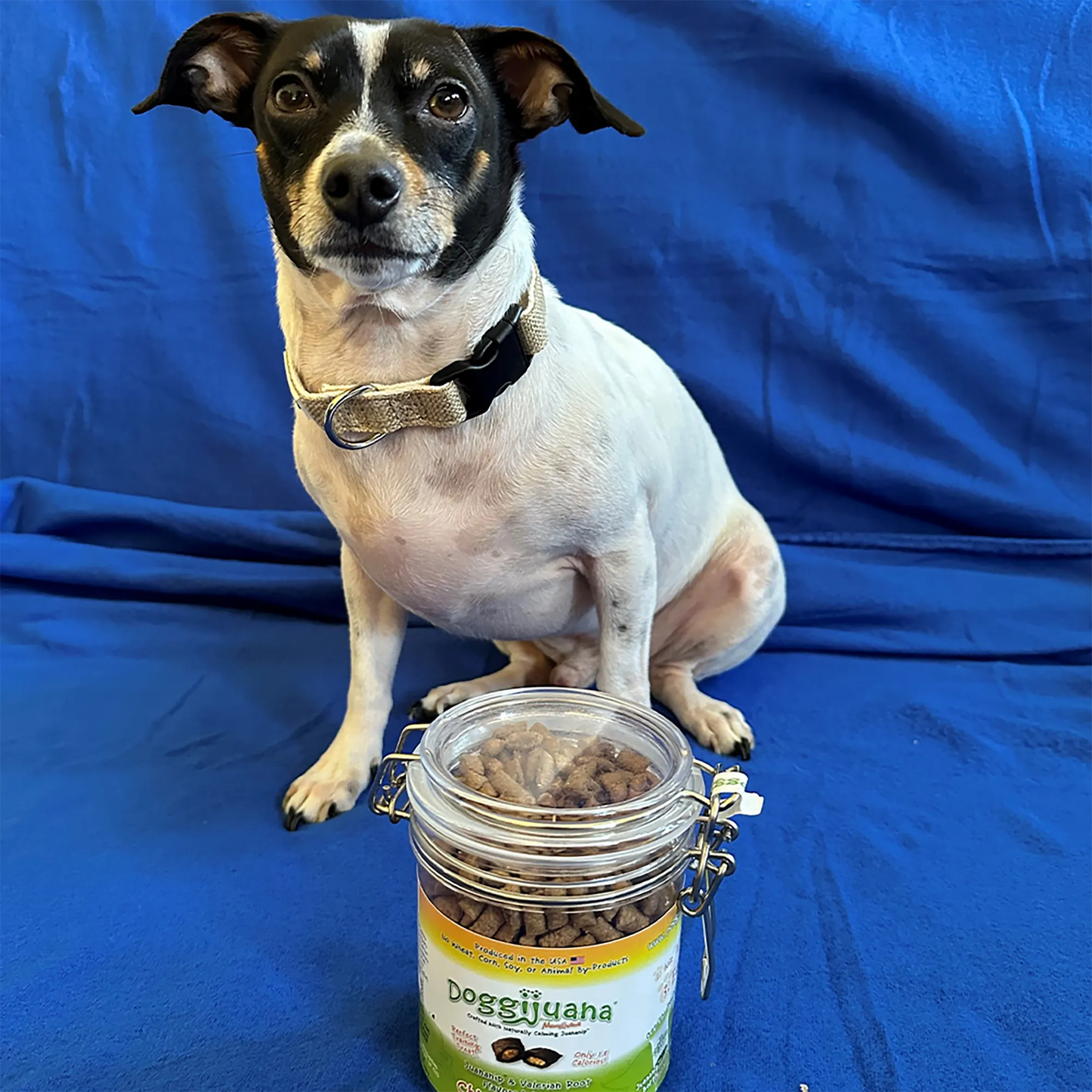 Small dog sitting on a blue backdrop with a jar of Doggijuana® chicken-flavored treats, highlighting product packaging.