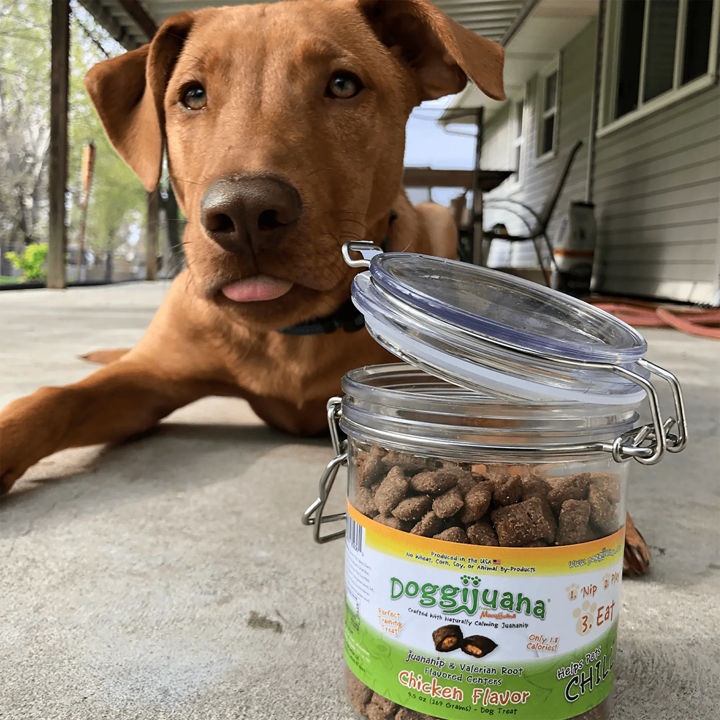 Brown dog lying on a porch with an open jar of Doggijuana® chicken-flavored treats, looking curiously at the camera.