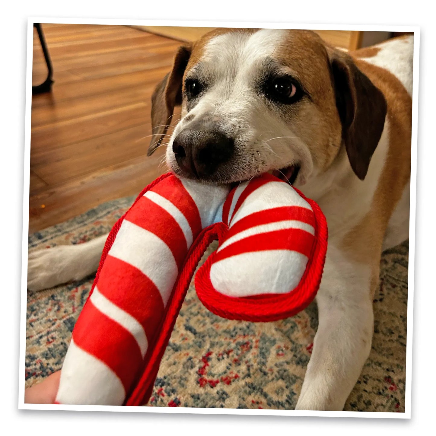 Tuffer Chewer Refillable Candy Cane Toy